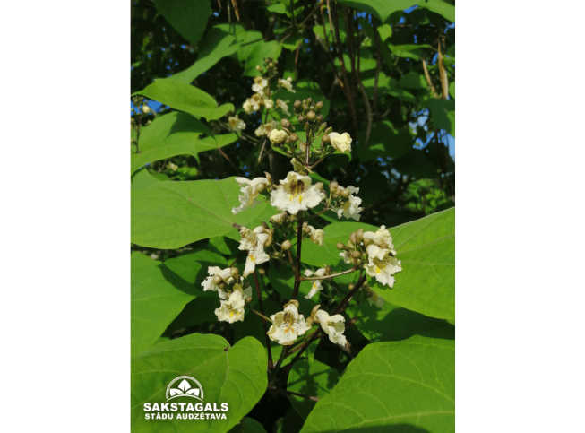Catalpa ovata